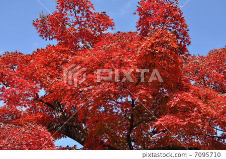 Autumn leaves | Saitama ken Nagami cho Autumn leaves | Saitama ken Nagami cho 7095710
