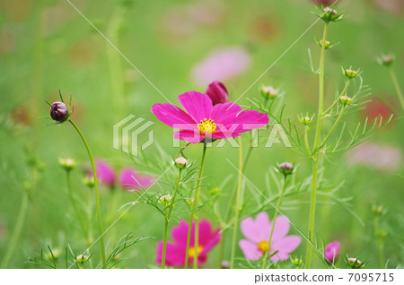 Brilliant cosmos Brilliant cosmos 7095715
