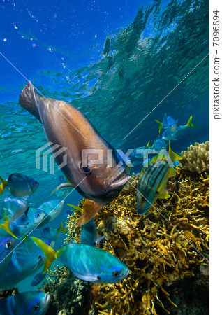 Friendly friends swallow Friendly friends swallow 7096894