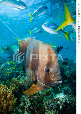 Friendly friends swallow Friendly friends swallow 7096895