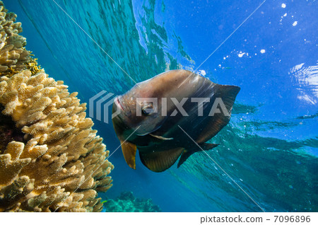 Friendly friends swallow Friendly friends swallow 7096896