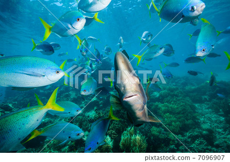 Friendly friends swallow Friendly friends swallow 7096907