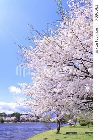 南湖公園的櫻花春天春天 7096963