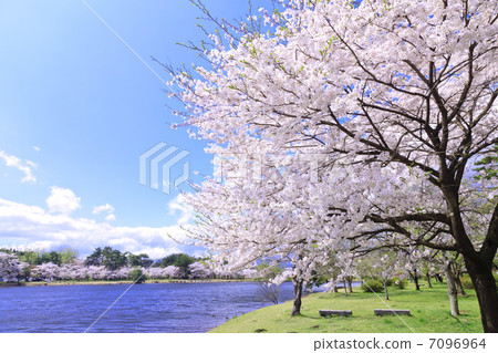 南湖公園的櫻花春天春天 7096964