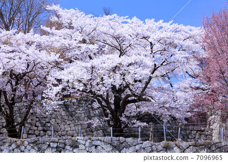 歷史遺址·白川小宮的櫻花 7096965