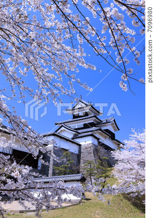 Historic site · Shirakawa Komine castle and cherry blossoms 7096980