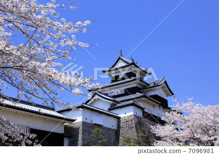 Historic site · Shirakawa Komine castle and cherry blossoms 7096981