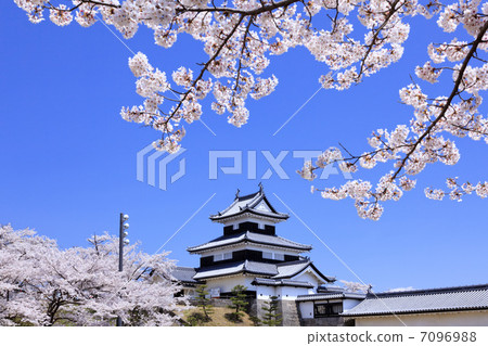 歷史遺址·Shirakawa Komine城堡和櫻花 7096988