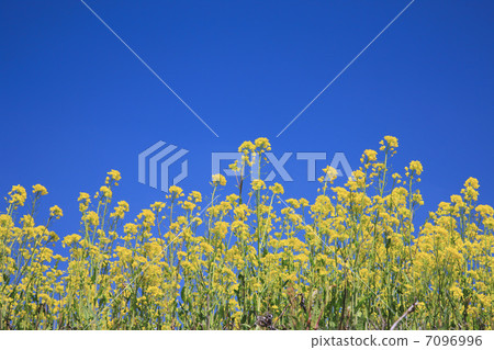 油菜田 油菜田 7096996