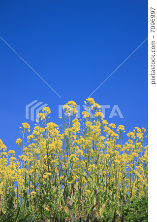 油菜田 7096997