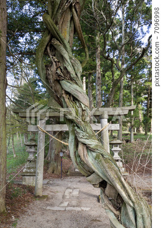 Shirakawa Seiko·Shirakawa Shrine入口入口 7096998