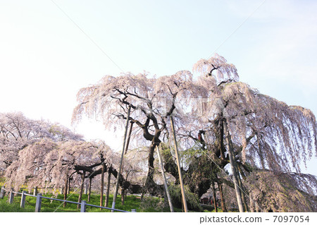 Cherry blossoms of the fall 7097054