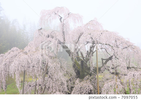 在早晨鯖魚的Miharu Taki櫻桃樹 7097055