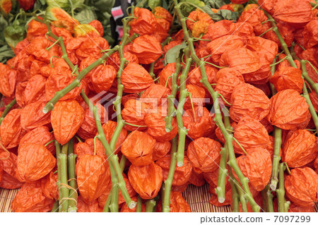 淺草淺草城市 7097299