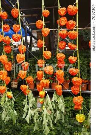 Crowning city of Asakusa Asakusa 7097304
