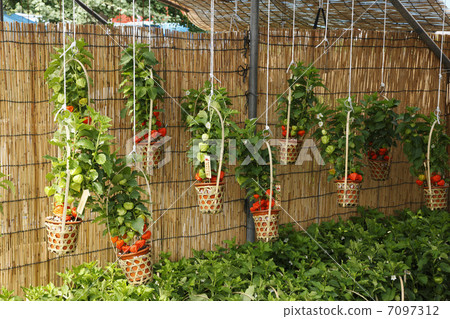Crowning city of Asakusa Asakusa 7097312