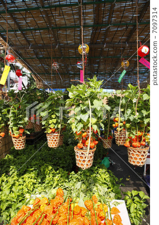 淺草淺草城市 淺草淺草城市 7097314