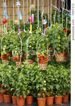 Crowning city of Asakusa Asakusa 7097315