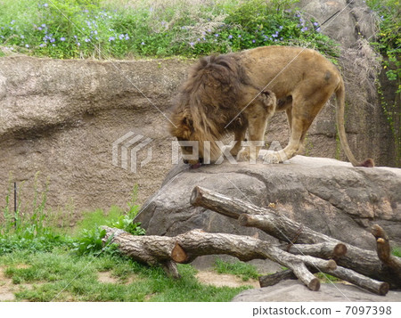 lion lion 7097398