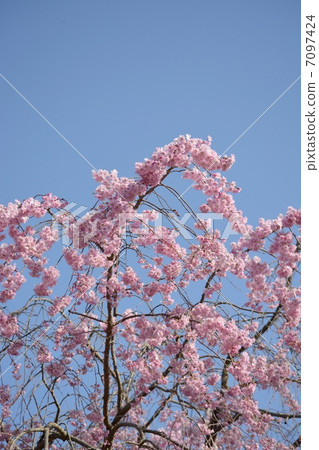 Hanakaido in full bloom and blue sky Hanakaido in full bloom and blue sky 7097424