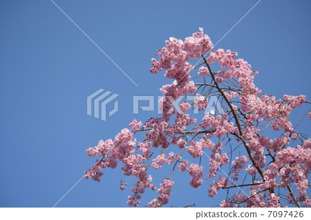 Hanakaido in full bloom and blue sky 7097426