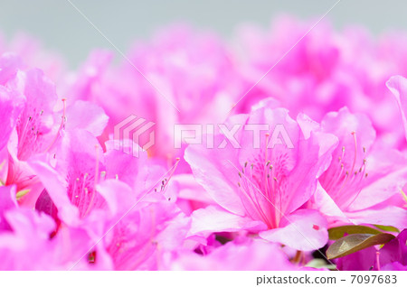 Azalea 7097683