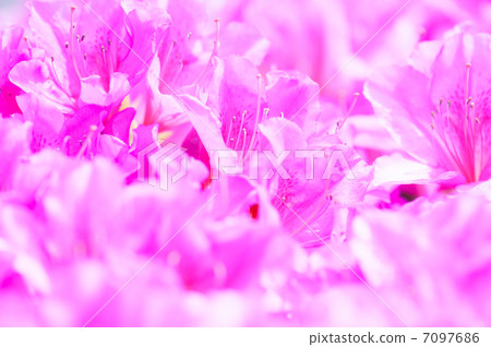 Azalea 7097686
