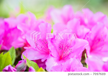 Azalea Azalea 7097689