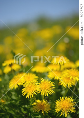 蒲公英和藍天特寫鏡頭 7097707