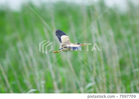 Yoshigoi飛行 7097709