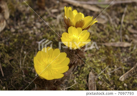 Fukushigusa Takino Suzuran Hill Park 7097793