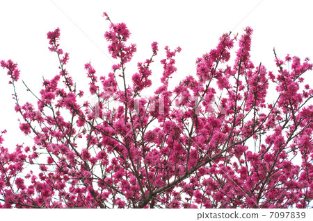 精采桃紅色五顏六色的花花 精采桃紅色五顏六色的花花 7097839