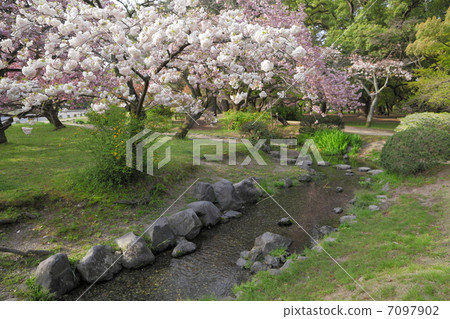 Sakura cherry blossoms 7097902
