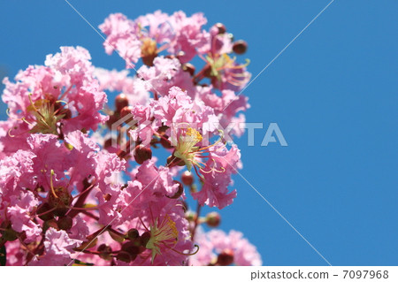 Flower of crape mybs 7097968