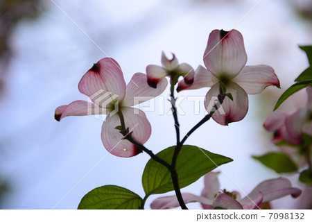 Dogwood 2 Dogwood 2 7098132