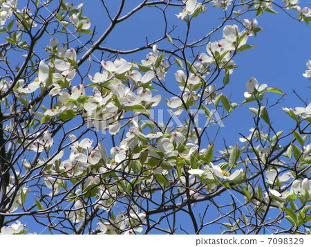 Pure white flowers that bloom ahead of the spring are Kobushi flowers 7098329