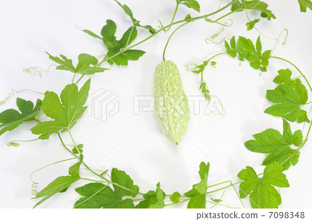 夏季蔬菜·goya 7098348