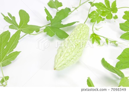 夏季蔬菜·goya 7098349