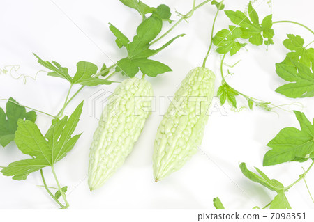 夏季蔬菜·goya 7098351