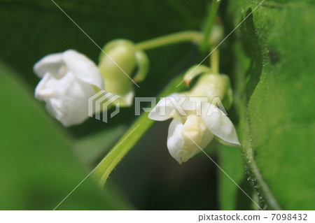 Kidney bean flowers 7098432