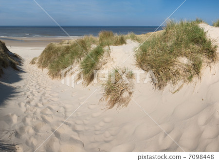 Dunes near Schoorl (the Netherlands) 7098448