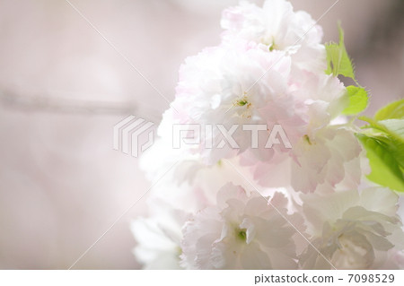 Matsuki Sakura 7098529