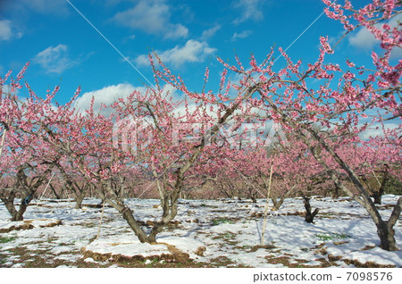 Peach fields in the snow 7098576