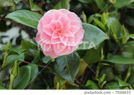 Sasanqua山茶花 7098635