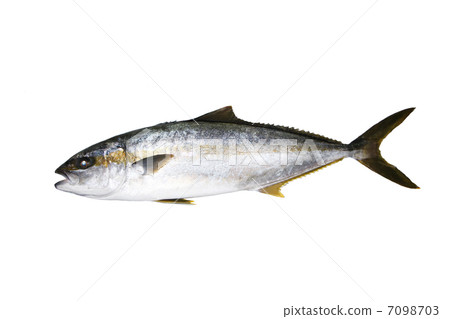 釣魚Hiramasa 釣魚Hiramasa 7098703