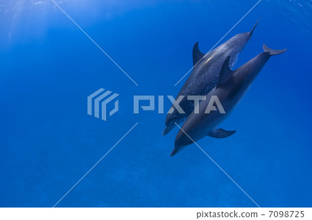 Parent-child dolphin 7098725