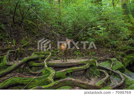 生活在幽靈森林裡的鹿 7098769