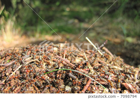 ant colony ant colony 7098794