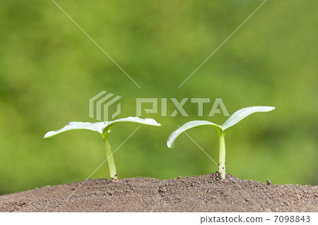 Futaba sprout · loofah 7098843