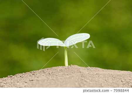 Futaba sprout · loofah 7098844